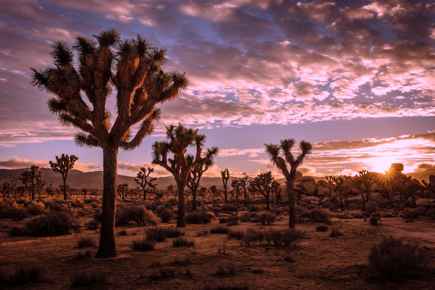 Joshua Tree National Park desert landscape with Joshua trees at sunrise under colorful purple and pink sky